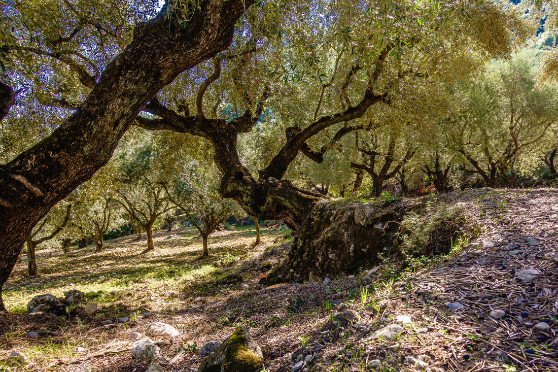 What is Early Harvest (Agoureleo) Extra Virgin Olive Oil?